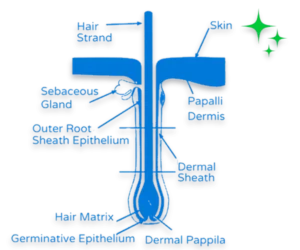 Hair wellness NowTreat Icon