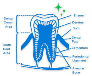 dental wellness NowTreat Icon